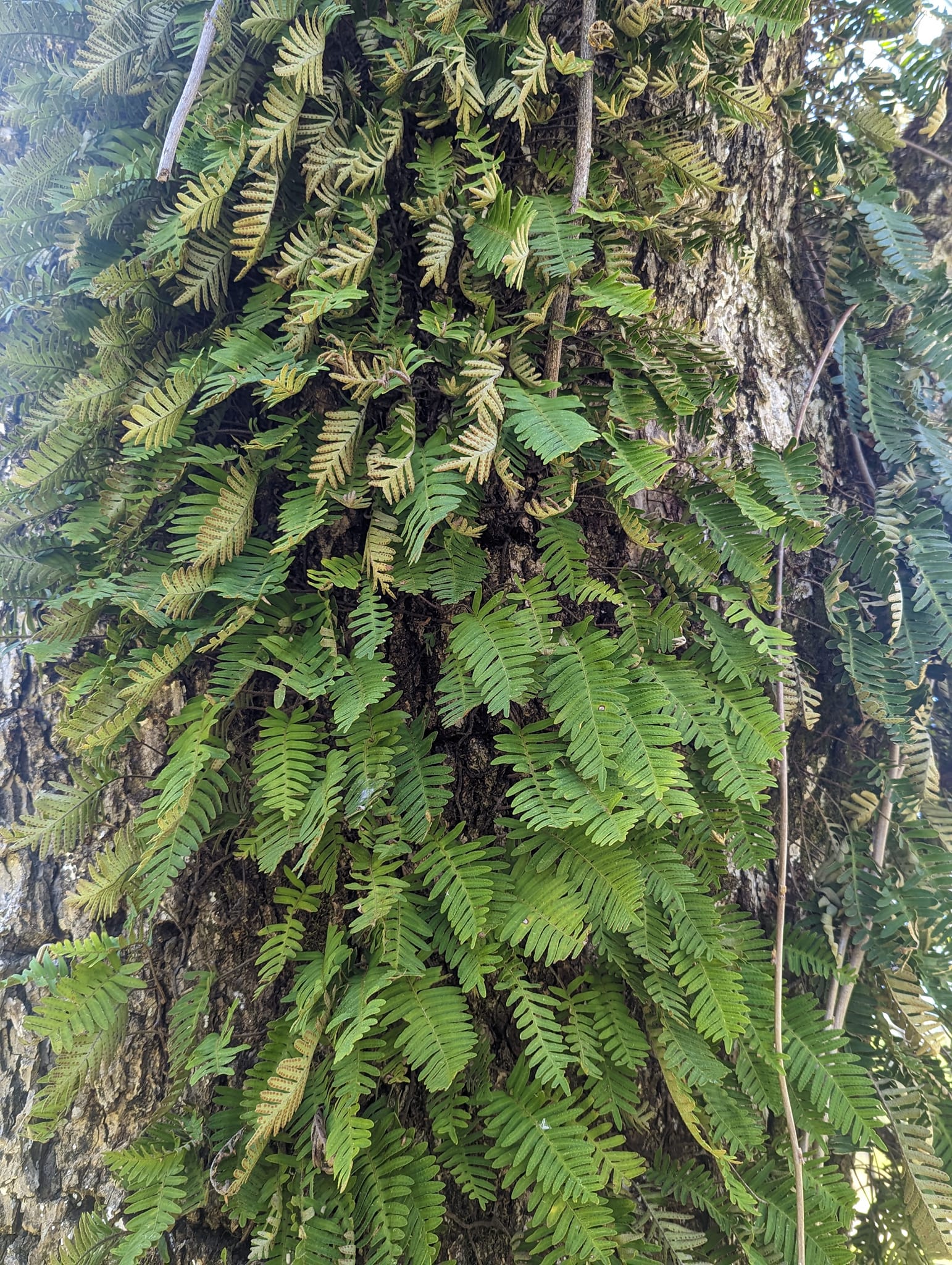 Live Resurrection Fern 4–6 Inch Clump – Pleopeltis polypodioides Native Air Fern