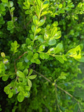 Fresh Boxwood Leaves