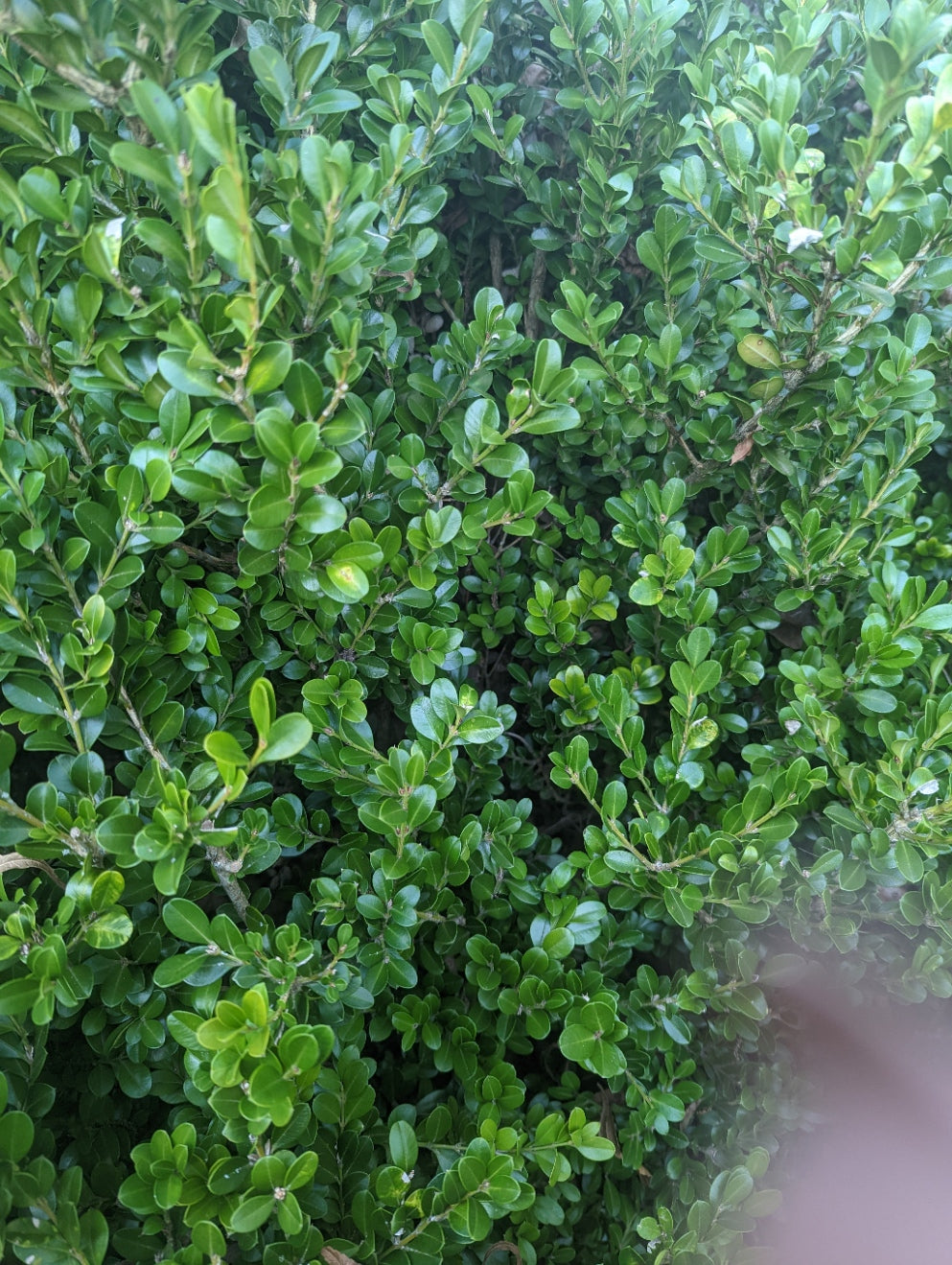Fresh Boxwood Leaves