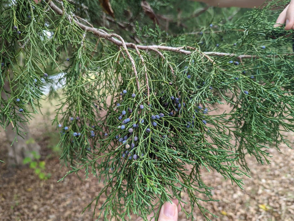 Eastern Red Cedar Foliage Cuttings – 5 Pack – 12" Fresh Juniperus virginiana Evergreen Branches