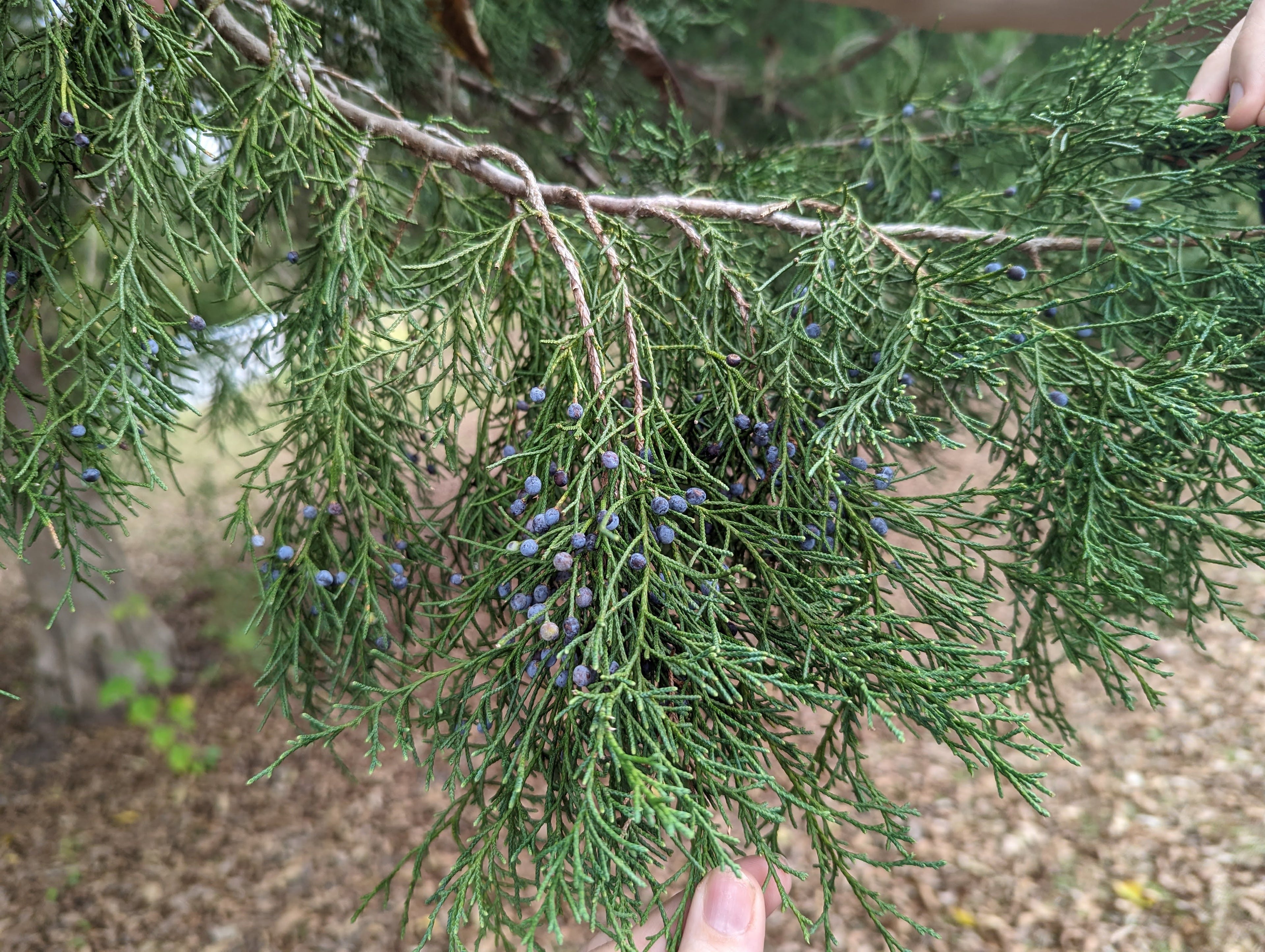 Eastern Red Cedar Foliage Cuttings – 5 Pack – 12" Fresh Juniperus virginiana Evergreen Branches