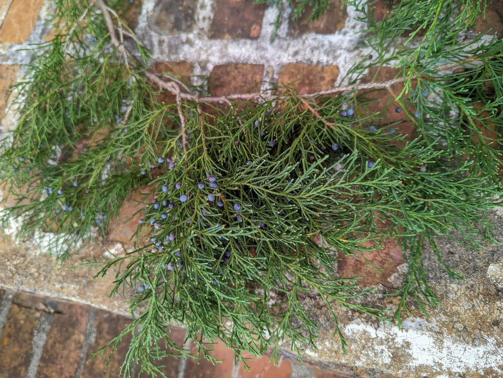 Eastern Red Cedar Foliage Cuttings – 5 Pack – 12" Fresh Juniperus virginiana Evergreen Branches