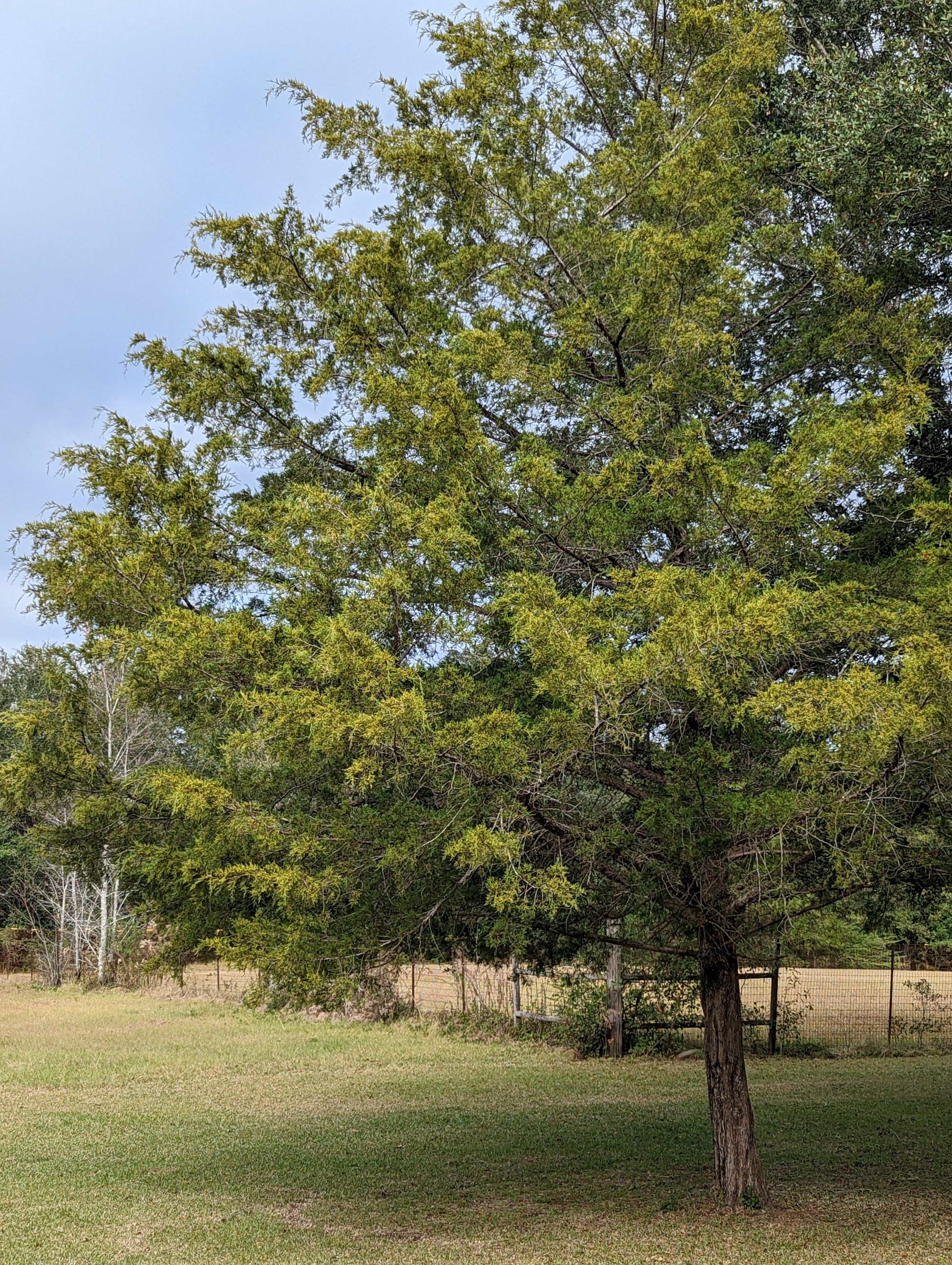 Eastern Red Cedar Foliage Cuttings – 5 Pack – 12" Fresh Juniperus virginiana Evergreen Branches
