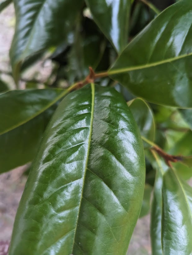 10 Fresh Southern Magnolia Leaves – Magnolia grandiflora Foliage for Crafts & Décor