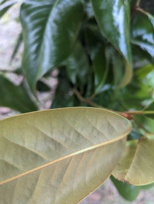 10 Fresh Southern Magnolia Leaves – Magnolia grandiflora Foliage for Crafts & Décor