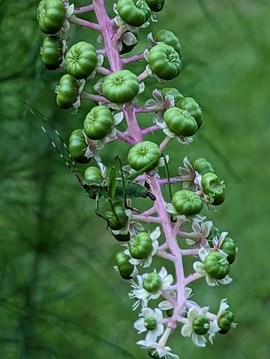 16 oz Fresh Pokeweed Root – Live Phytolacca americana Root for Planting or Dye