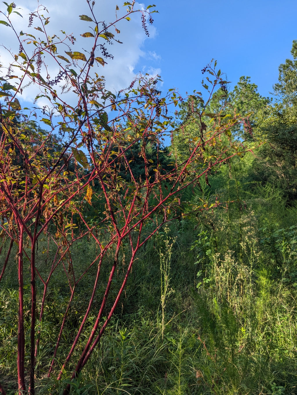 16 oz Fresh Pokeweed Root – Live Phytolacca americana Root for Planting or Dye