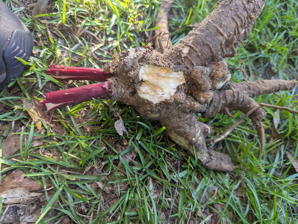 16 oz Fresh Pokeweed Root – Live Phytolacca americana Root for Planting or Dye