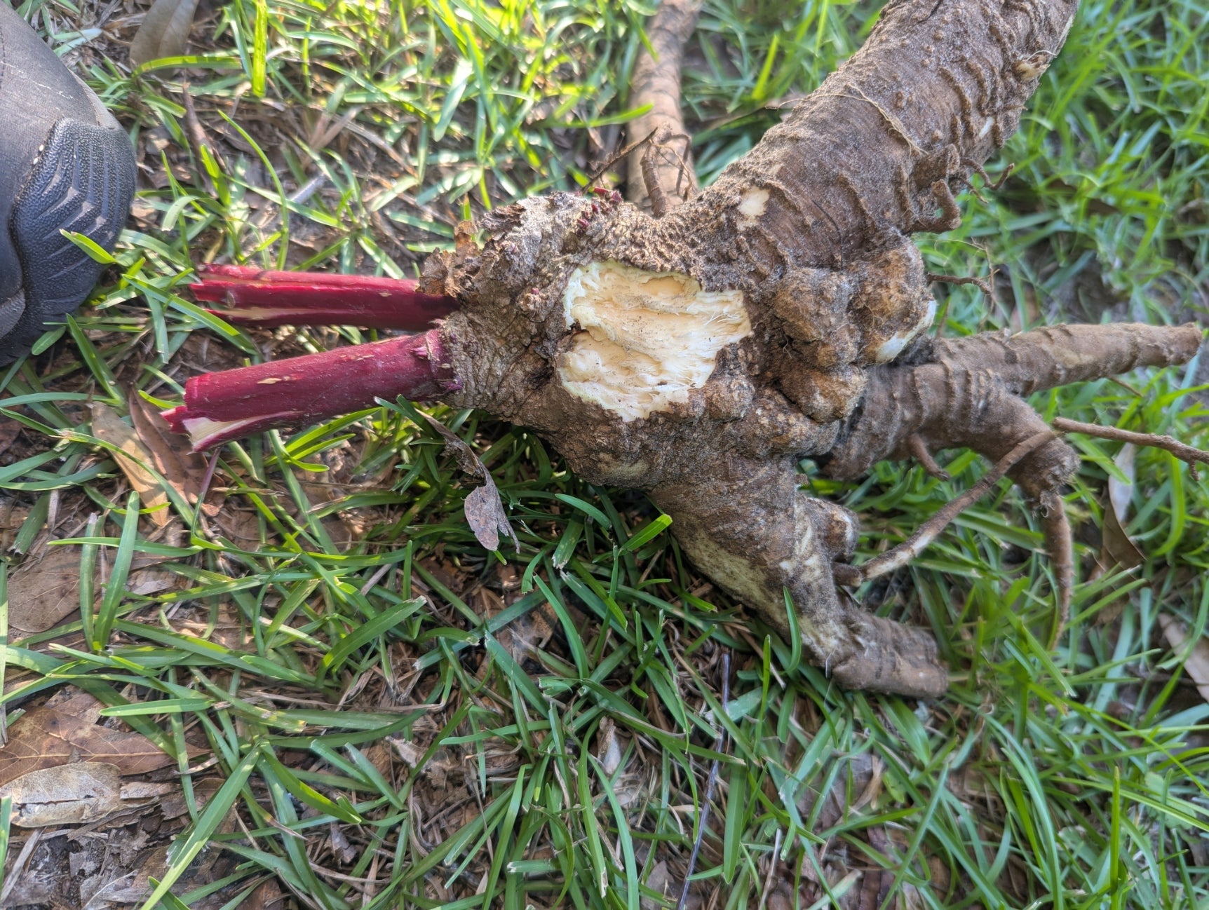 16 oz Fresh Pokeweed Root – Live Phytolacca americana Root for Planting or Dye