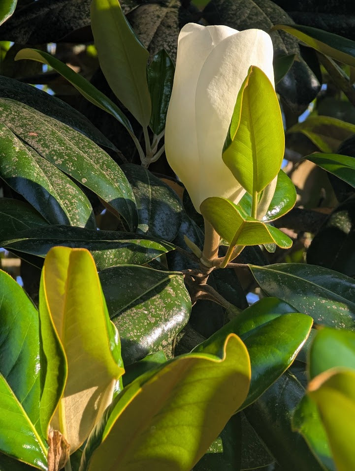 10 Fresh Southern Magnolia Leaves – Magnolia grandiflora Foliage for Crafts & Décor