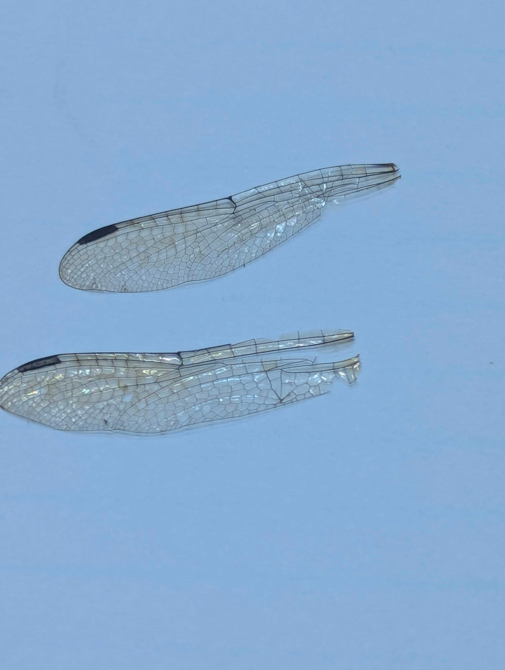 Real Dragonfly Wings Pair – Perfect for Jewelry, Resin, and Curiosities