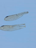 Real Dragonfly Wings Pair – Perfect for Jewelry, Resin, and Curiosities