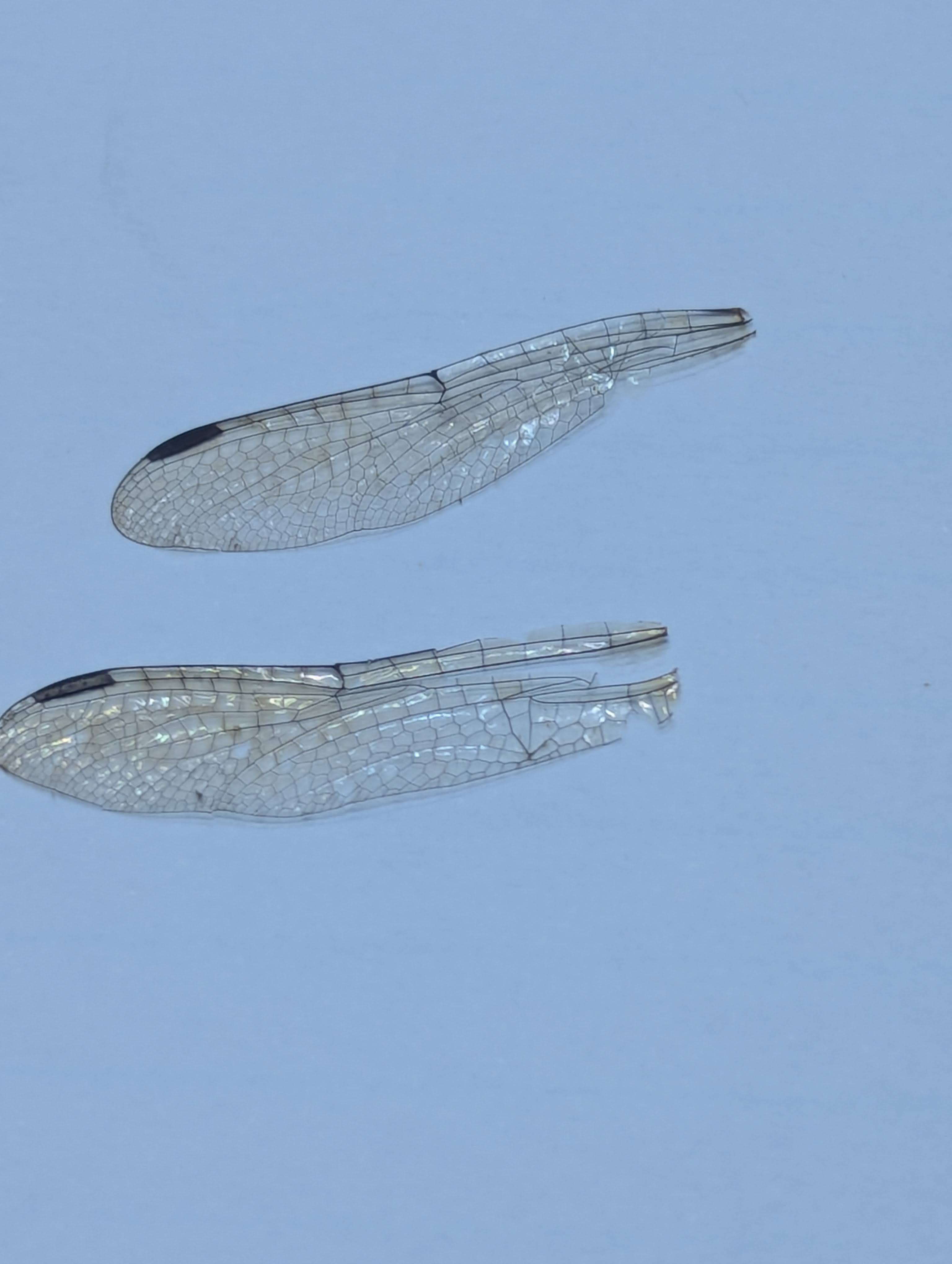 Real Dragonfly Wings Pair – Perfect for Jewelry, Resin, and Curiosities