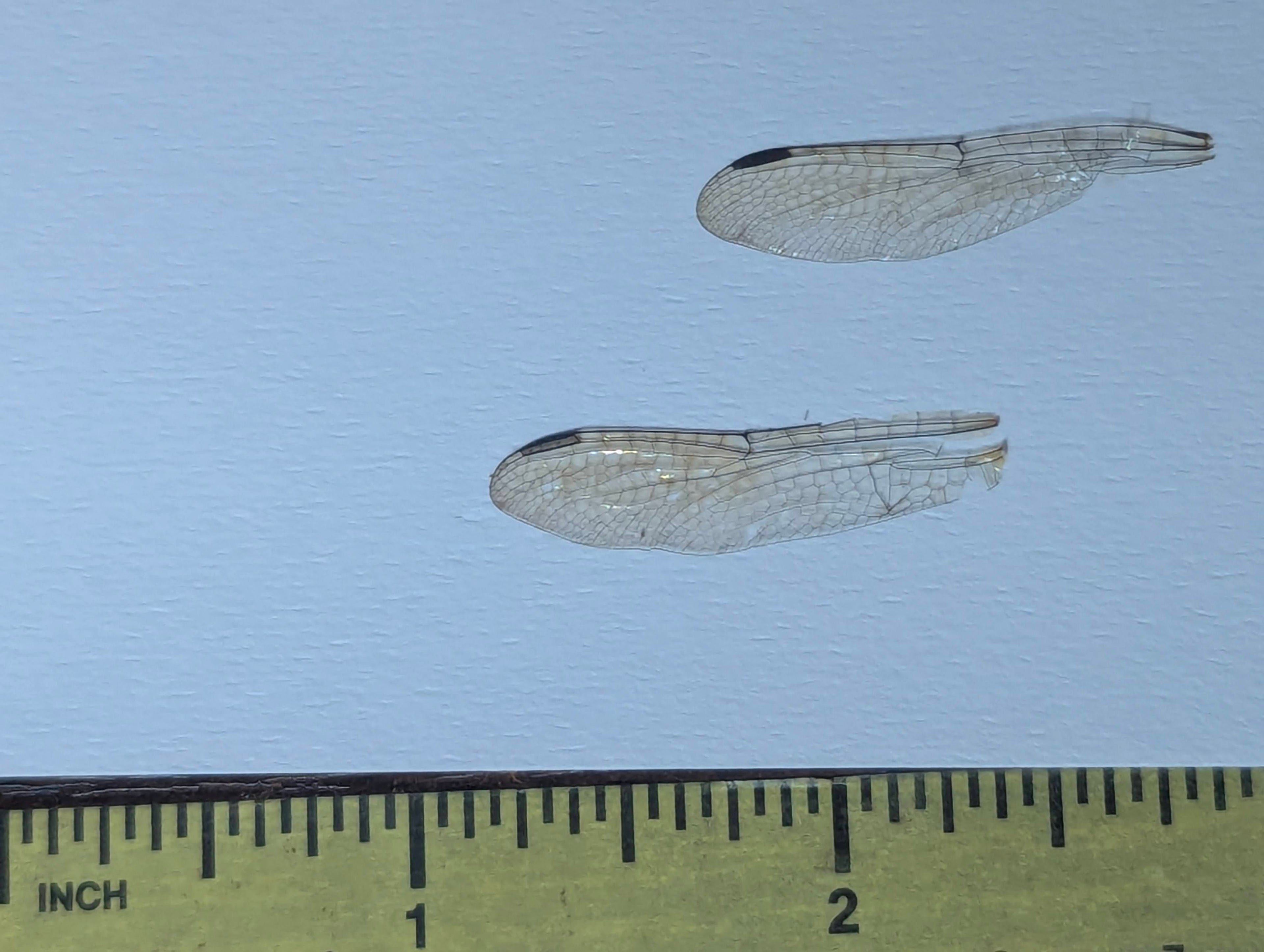 Real Dragonfly Wings Pair – Perfect for Jewelry, Resin, and Curiosities