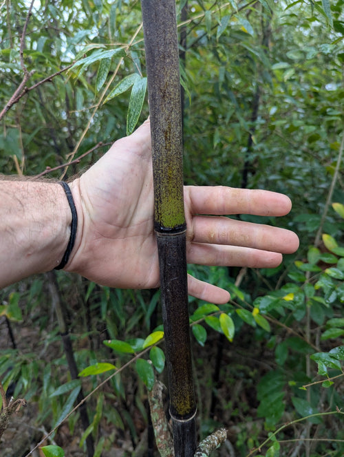 Collector-Grade Black Bamboo Phyllostachys nigra Two 12"-14"Live Rhizomes