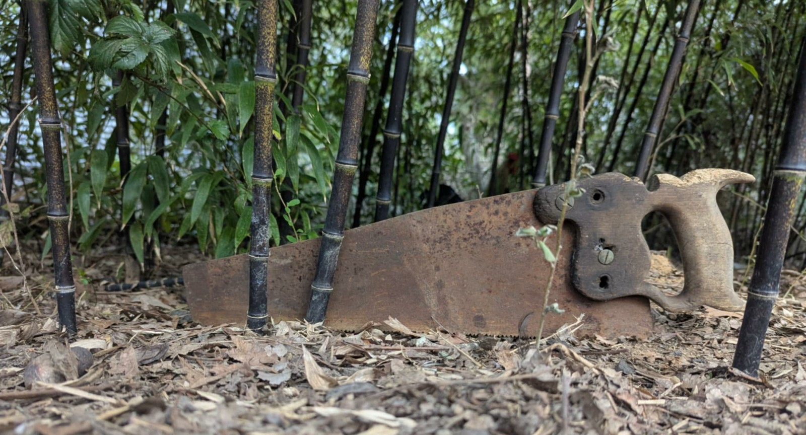 Collector-Grade Black Bamboo Phyllostachys nigra