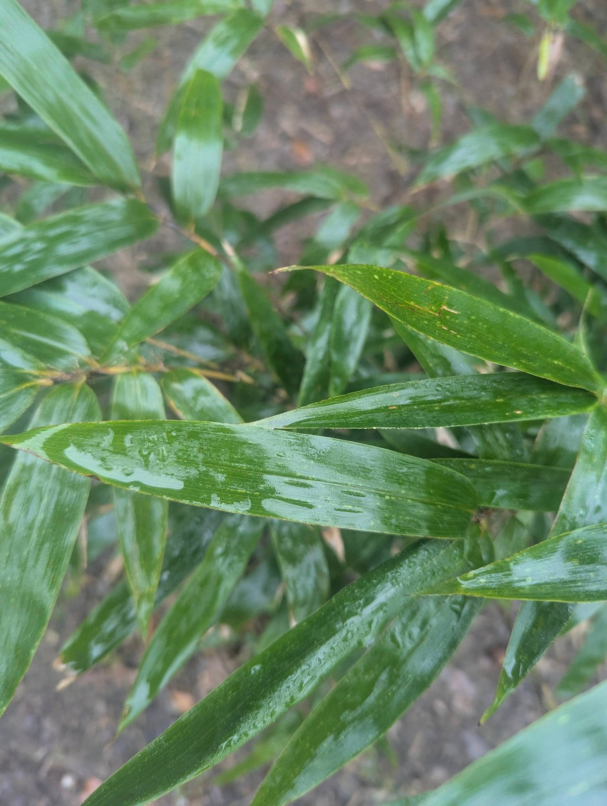 Collector-Grade Black Bamboo Phyllostachys nigra