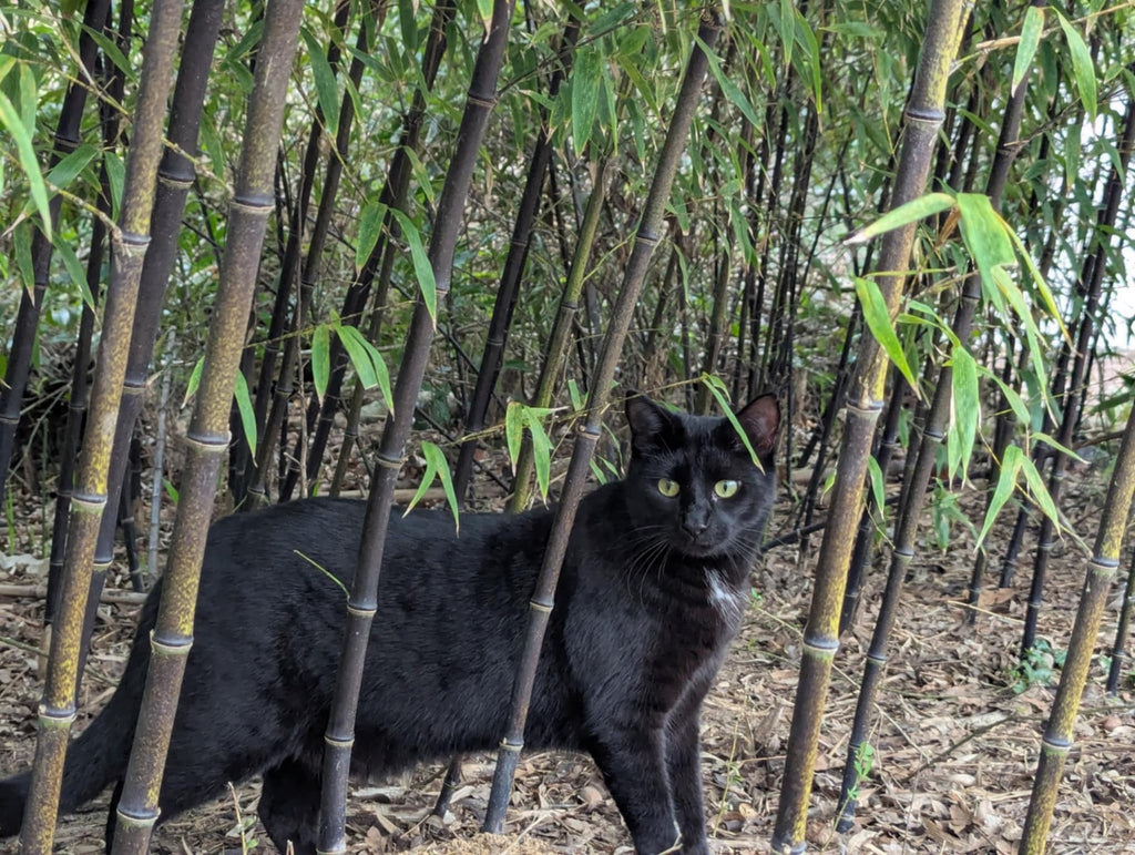 Collector-Grade Black Bamboo Phyllostachys nigra Two 12"-14"Live Rhizomes