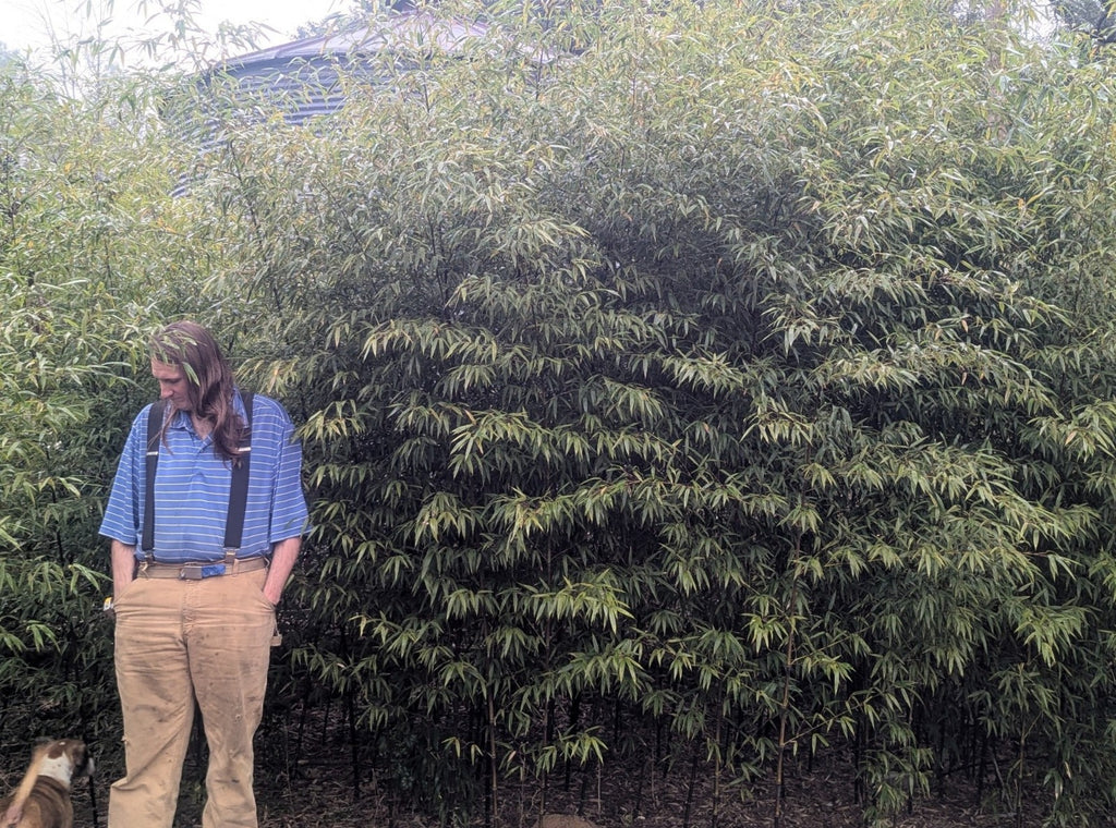 Collector-Grade Black Bamboo Phyllostachys nigra Two 12"-14"Live Rhizomes