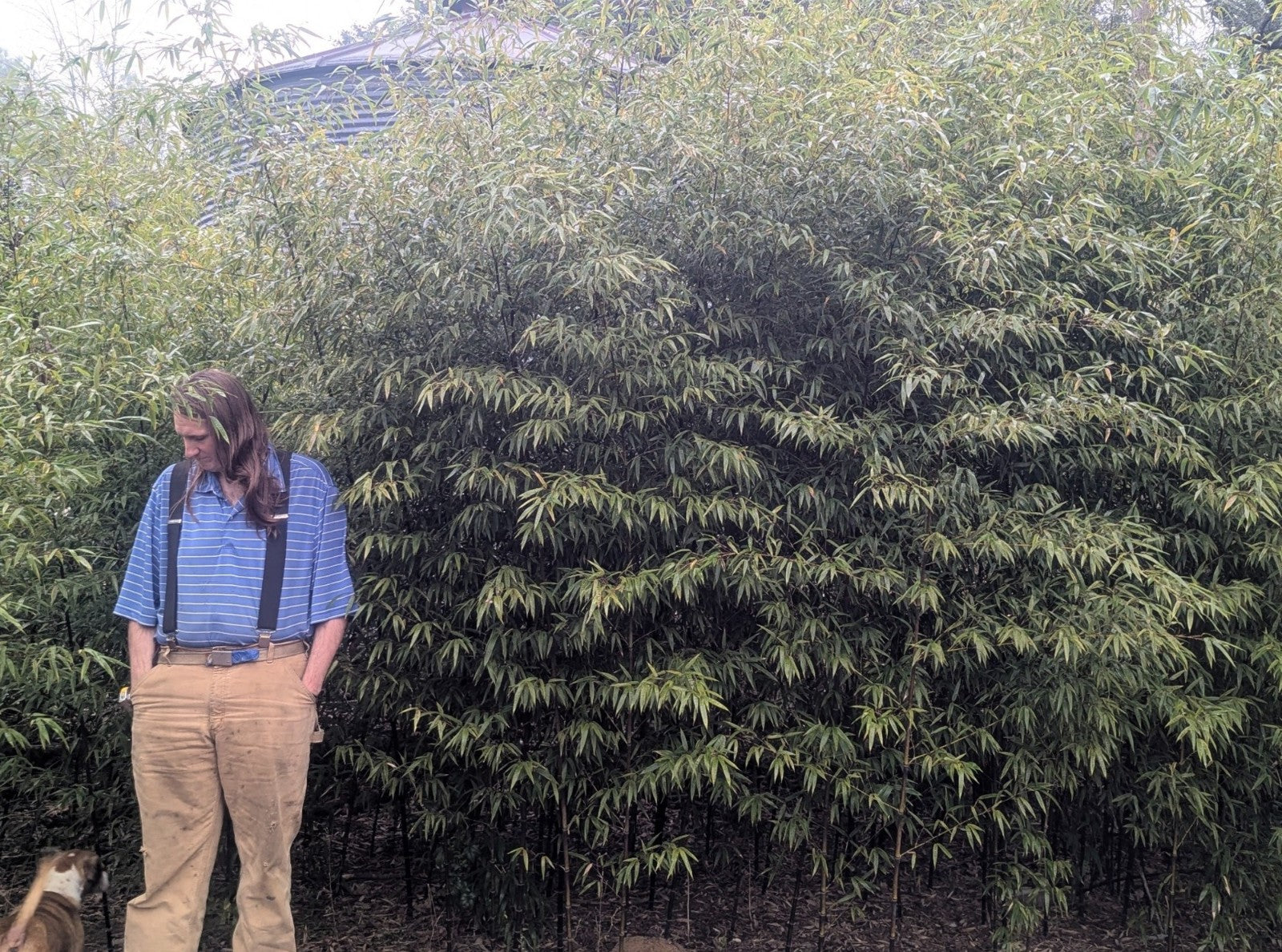 Collector-Grade Black Bamboo Phyllostachys nigra Two 12"-14"Live Rhizomes