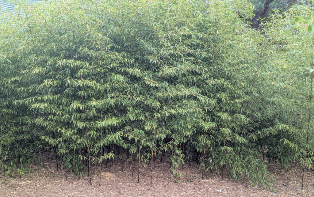 Collector-Grade Black Bamboo Phyllostachys nigra Two 12"-14"Live Rhizomes