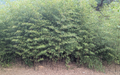 Collector-Grade Black Bamboo Phyllostachys nigra Two 12"-14"Live Rhizomes
