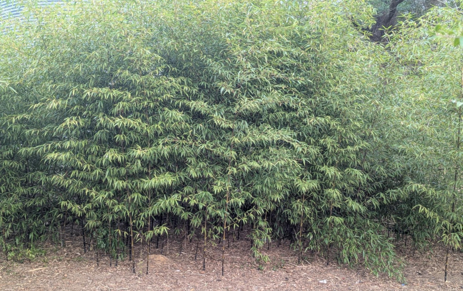 Collector-Grade Black Bamboo Phyllostachys nigra Two 12"-14"Live Rhizomes