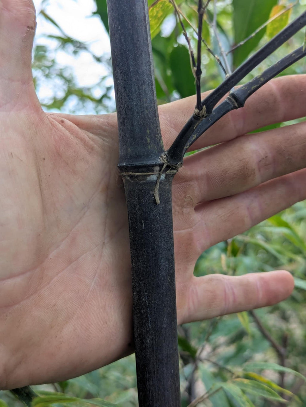 Collector-Grade Black Bamboo Phyllostachys nigra Two 12"-14"Live Rhizomes