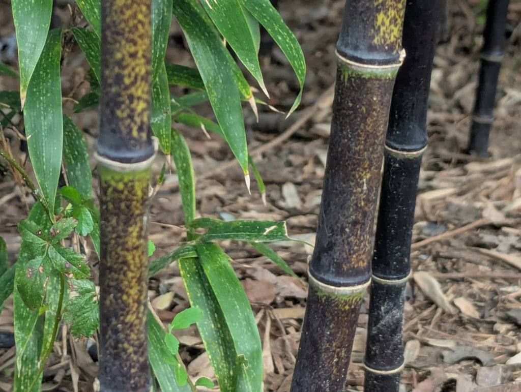 Collector-Grade Black Bamboo Phyllostachys nigra Two 12"-14"Live Rhizomes