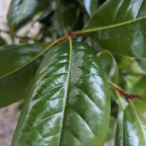 magnolia leaves