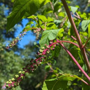 pokeweed