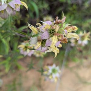 bee balm