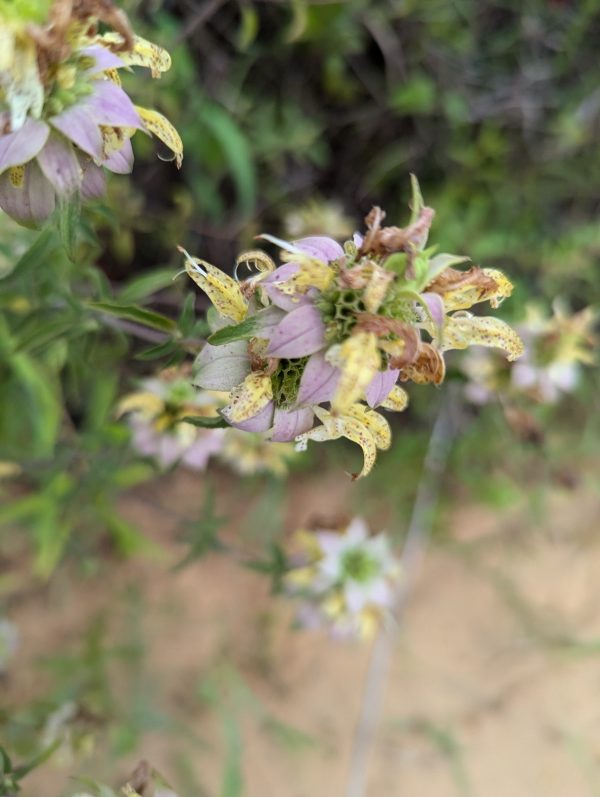 bee balm